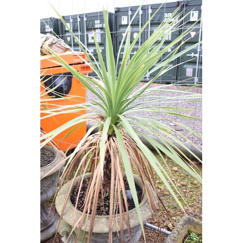 22 - Pair of large urn planters on plinths with 2 palm trees