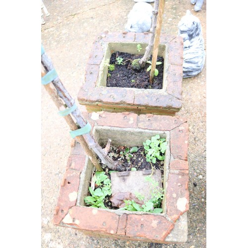 41 - Pair of large brick garden planters and rose bushes