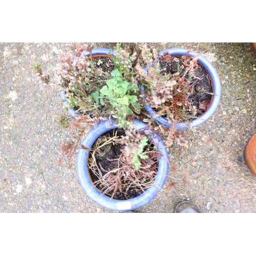 71 - 3 x small blue Garden pots and plants