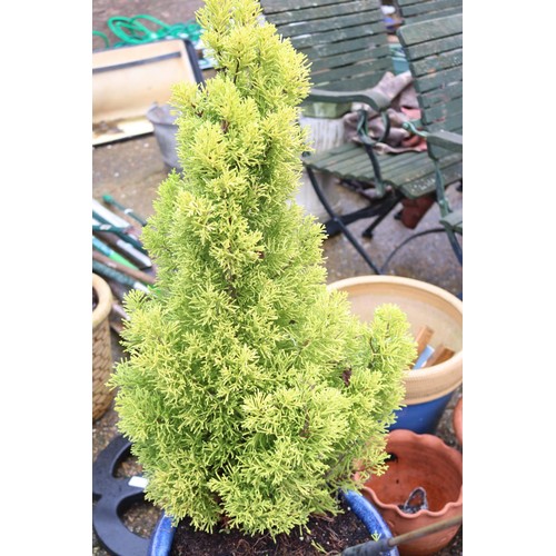 72 - Large blue garden pot with ornamental conifer