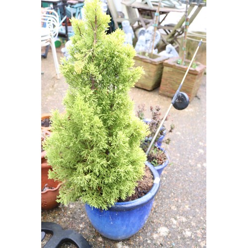 72 - Large blue garden pot with ornamental conifer