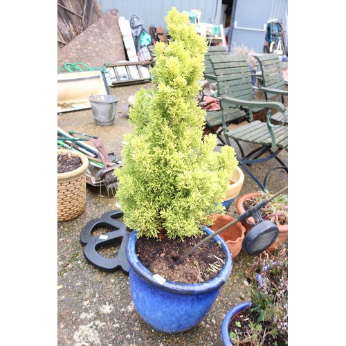 72 - Large blue garden pot with ornamental conifer