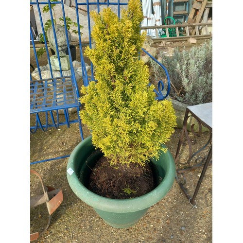 60 - Small conifer in pot