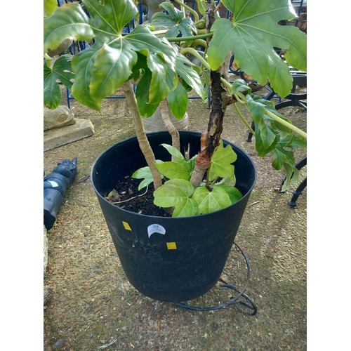 64 - Castor oil plant in black tub