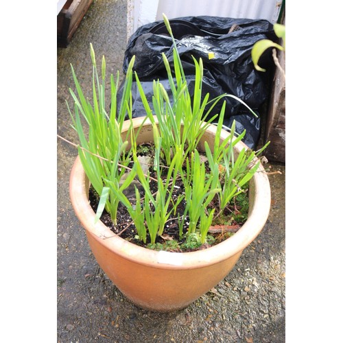 25 - Daffodils in glazed pot