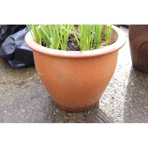 25 - Daffodils in glazed pot