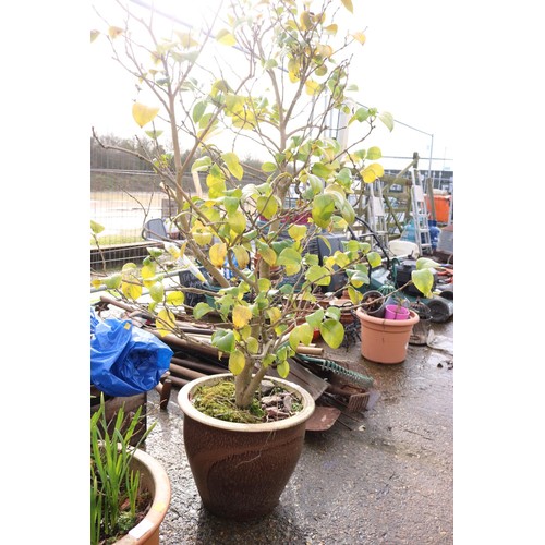 26 - Camellia in glazed pot