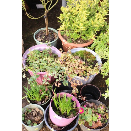 62 - Various planters, some with bulbs, shrubs & rose