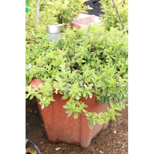 63 - Pair of plastic planters with shrubs