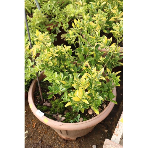 64 - Pair of plastic planters with shrubs