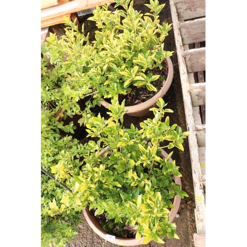 64 - Pair of plastic planters with shrubs