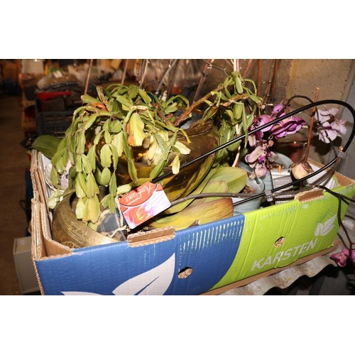 153 - Box of various house plants