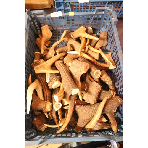 237 - Tub of antler pieces (ideal for walking stick making)