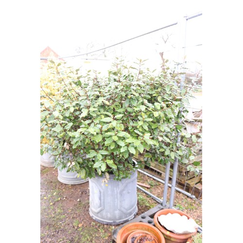 24 - Large pot with shrub