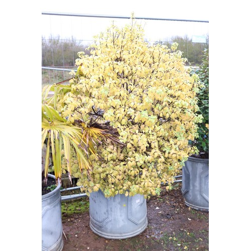 25 - Large pot with shrub