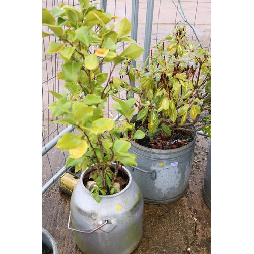 28 - 2 galvanised planters (1 milk churn, 1 pot)