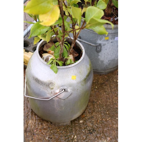 28 - 2 galvanised planters (1 milk churn, 1 pot)