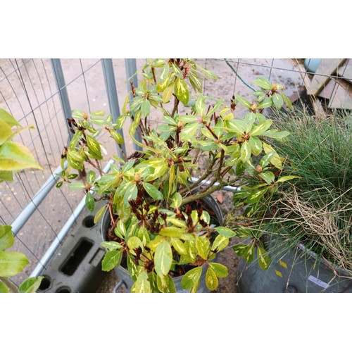 28 - 2 galvanised planters (1 milk churn, 1 pot)