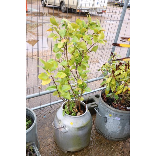 28 - 2 galvanised planters (1 milk churn, 1 pot)