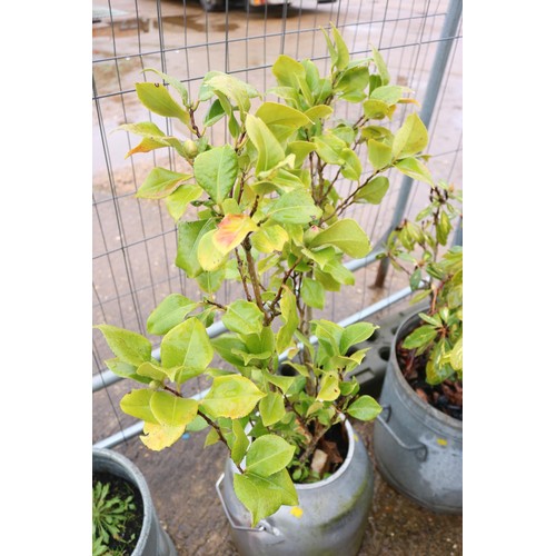 28 - 2 galvanised planters (1 milk churn, 1 pot)