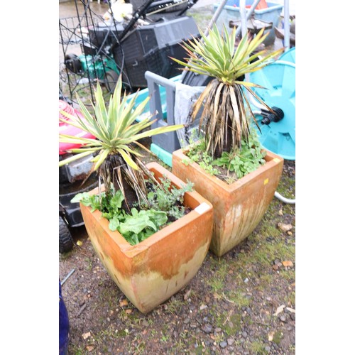 39 - Pair of square terracotta planters containing Yucca's