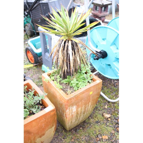 39 - Pair of square terracotta planters containing Yucca's