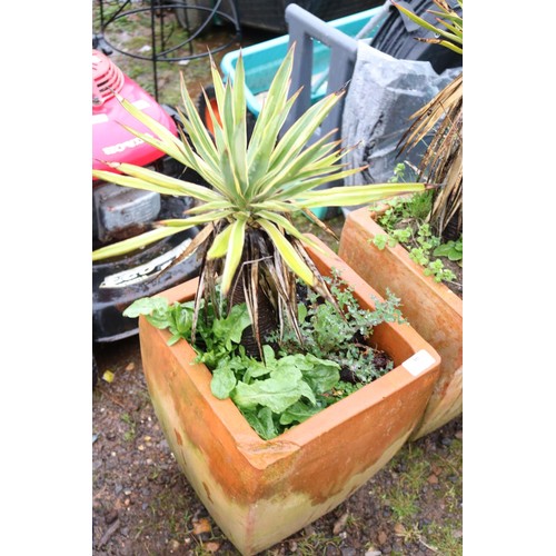 39 - Pair of square terracotta planters containing Yucca's