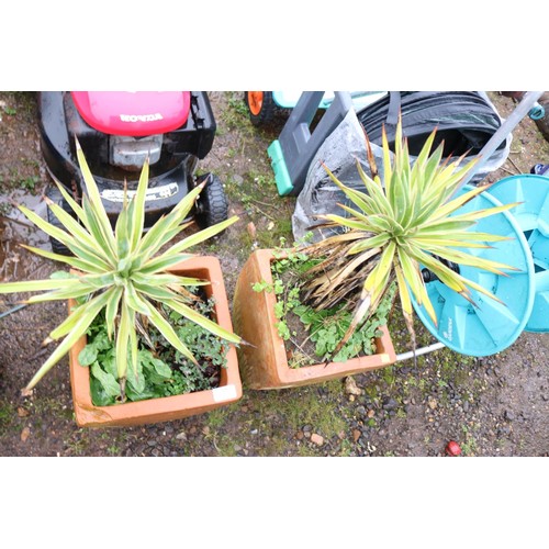 39 - Pair of square terracotta planters containing Yucca's