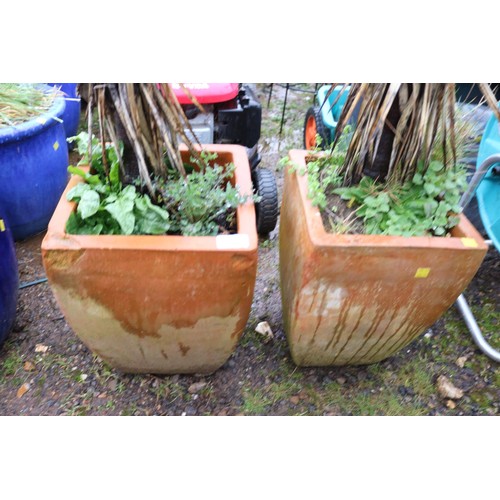 39 - Pair of square terracotta planters containing Yucca's