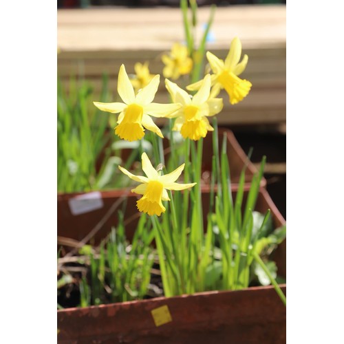 72 - Pair of plastic trough planters with spring bulbs