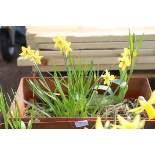 72 - Pair of plastic trough planters with spring bulbs