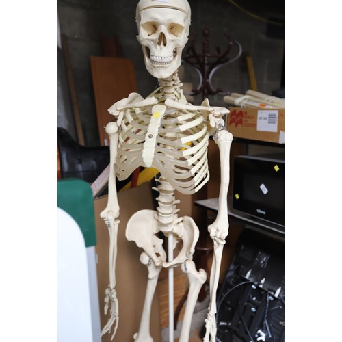 92 - Full size skeleton