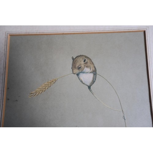 509 - Harvest mouse - Nicholas parson print