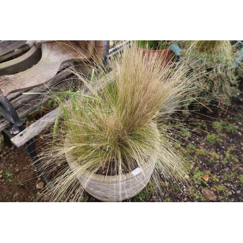 36 - Concrete planter with ornamental grass