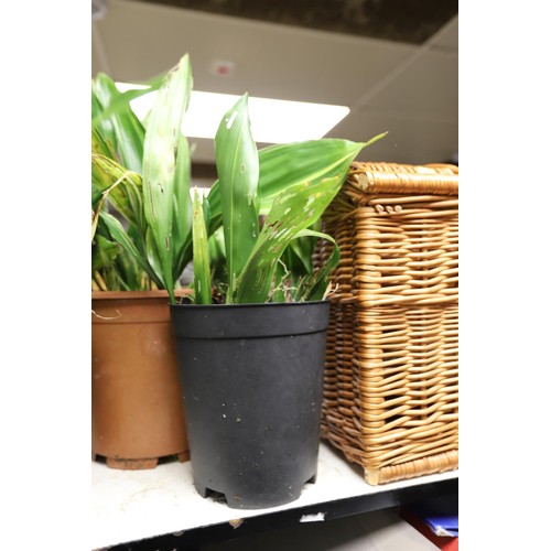 325 - 3 aspidistra house plants