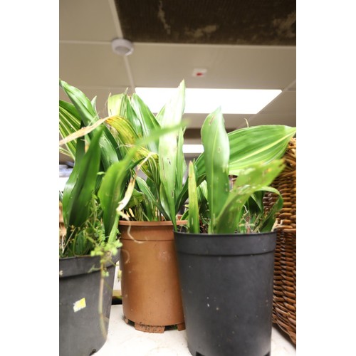 325 - 3 aspidistra house plants