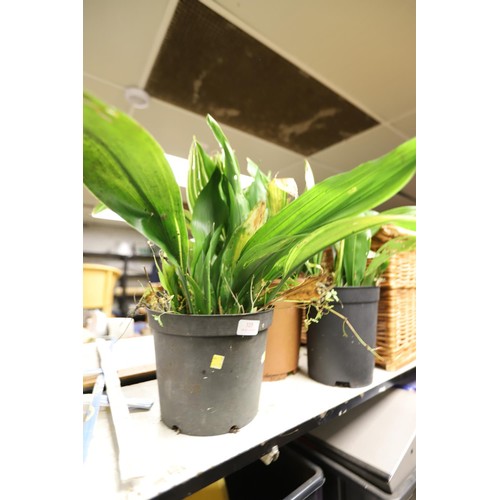 325 - 3 aspidistra house plants