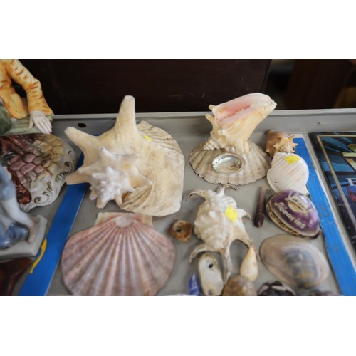 553 - Various large shells & numerous smaller ones