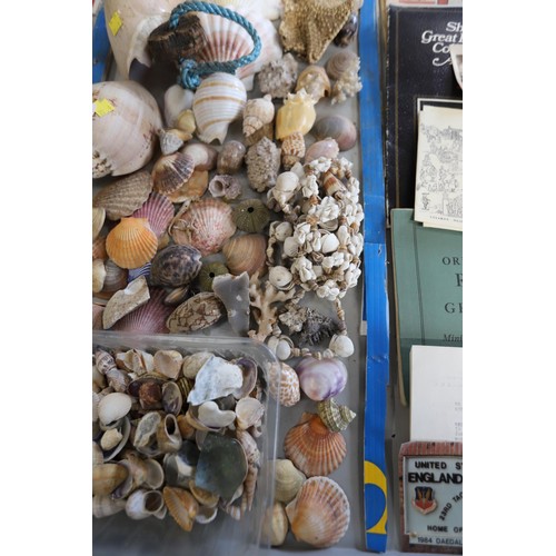 553 - Various large shells & numerous smaller ones