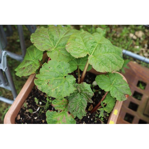 34 - Rhubarb in a pot