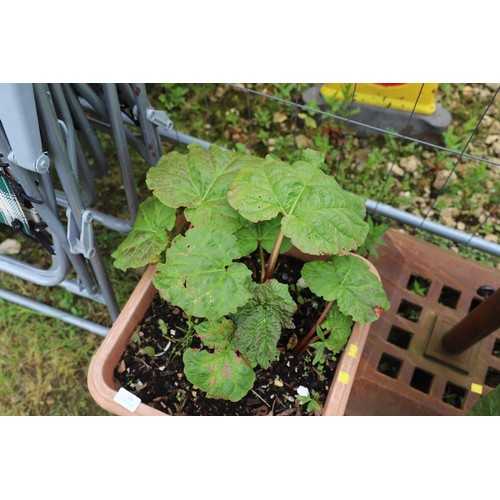 34 - Rhubarb in a pot