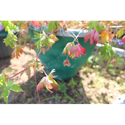 48 - Potted geranium