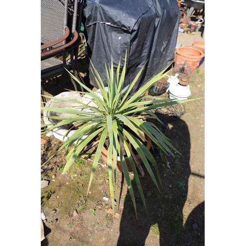 58 - Plant in pot - yucca