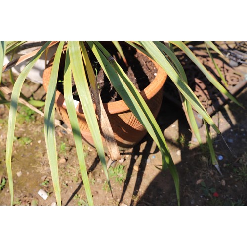 58 - Plant in pot - yucca