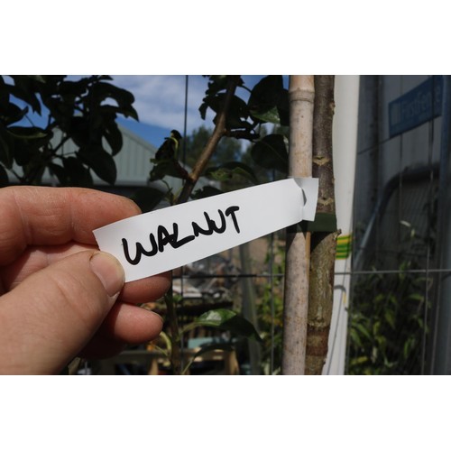 1A - Walnut tree