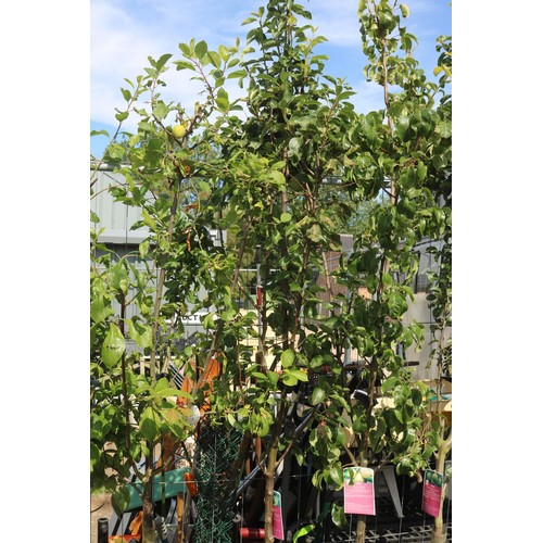 1C - Pear tree - Beurre Hardy