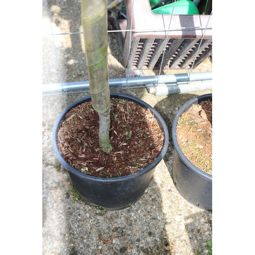 1F - Plum tree - Early Transparent Gage