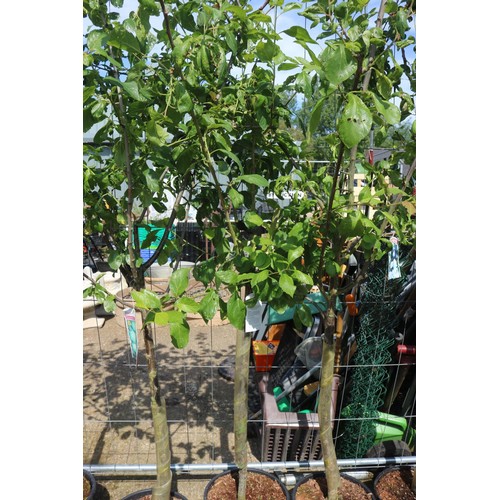 1F - Plum tree - Early Transparent Gage