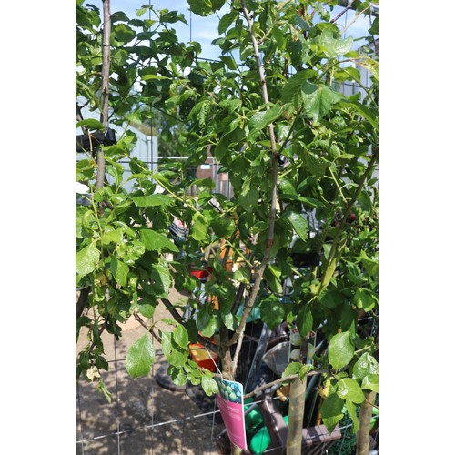 1G - Plum tree - Old English Greengage