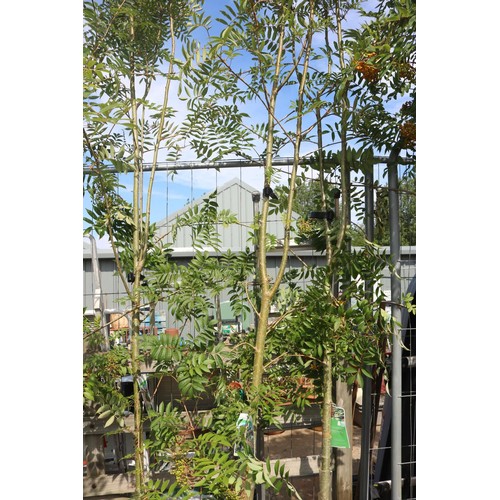 1V - Ornamental sorbus - Commixta